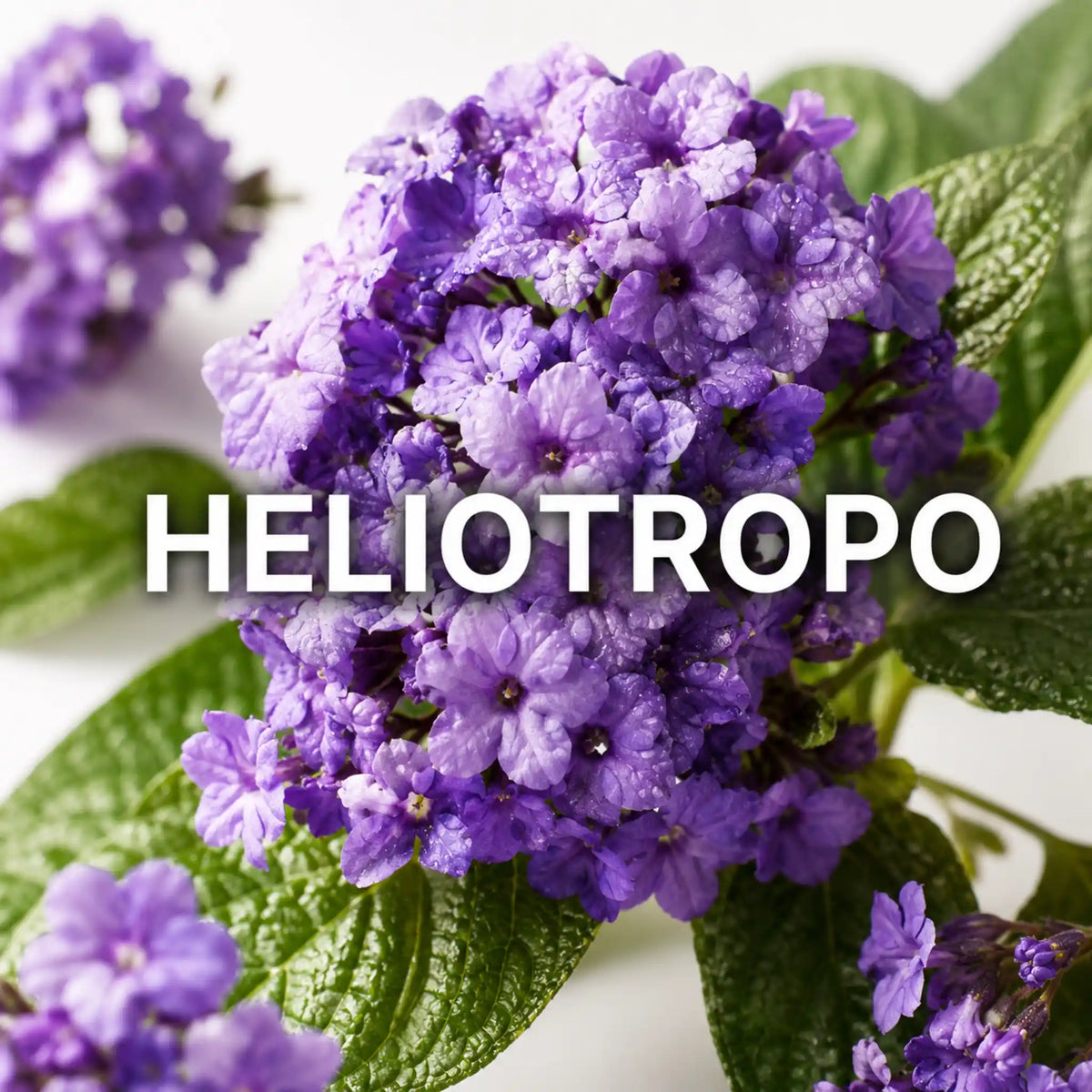 Perfumes árabes con heliotropo