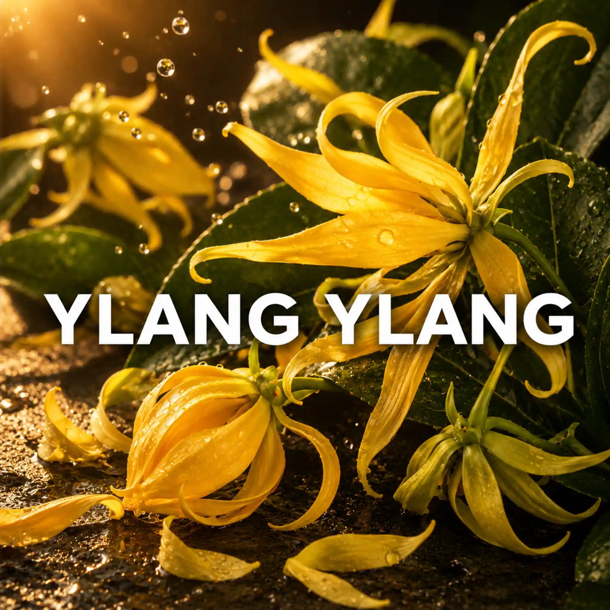 Perfumes árabes con ylang-ylang